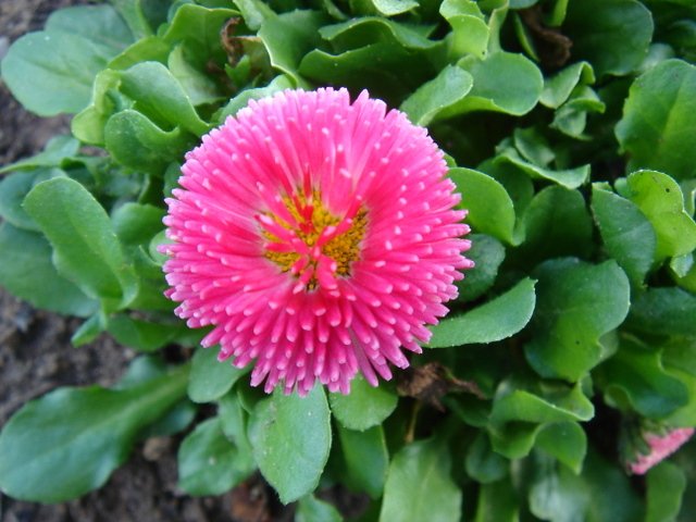 Bellis perennis 'Rominette Rose Carmin'